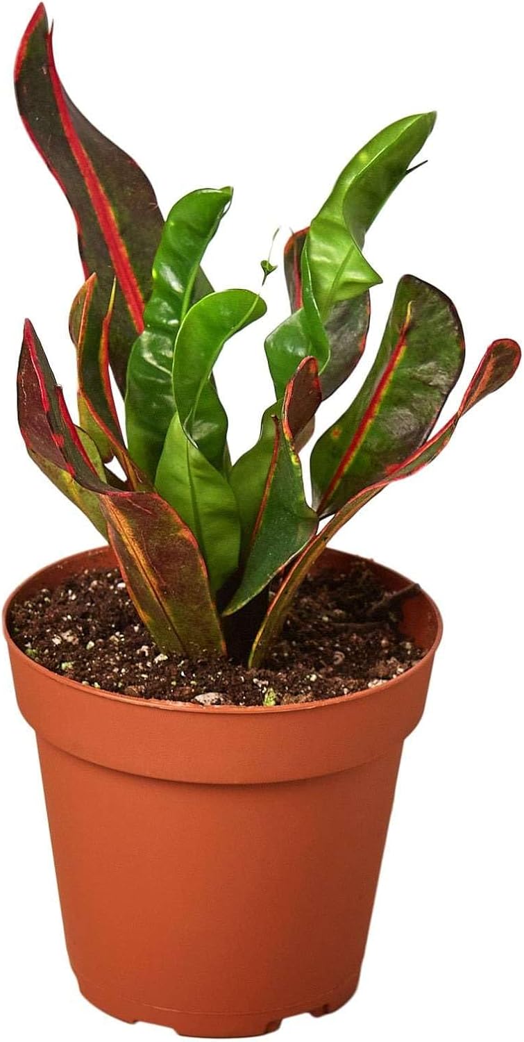 Croton Mammy Live Plant for Indoor | Different Houseplants in 3'' Pot | Real House Plant for Living