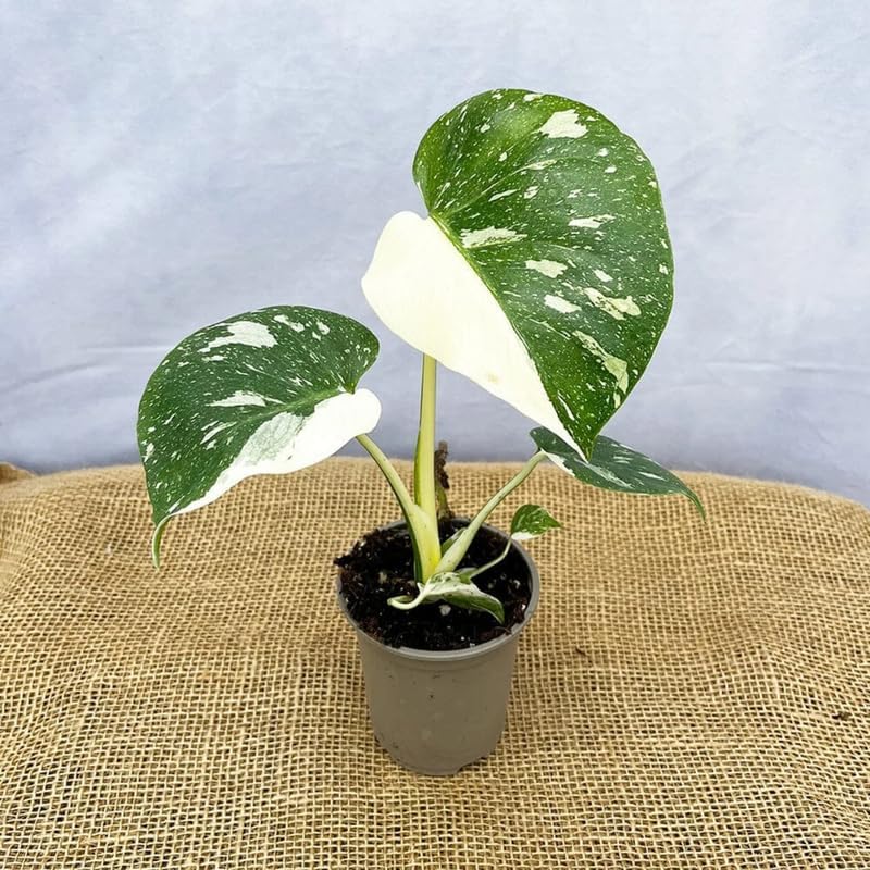 Mix Monstera Plant, Rare Tropical Monstera Well Rooted, Philodendron Indoor Houseplant 4-8 Inches
