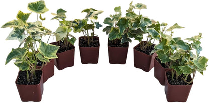 Gold Child English Ivy Plants, Set of 8, Hardy Groundcover, 2 1/4" Pot