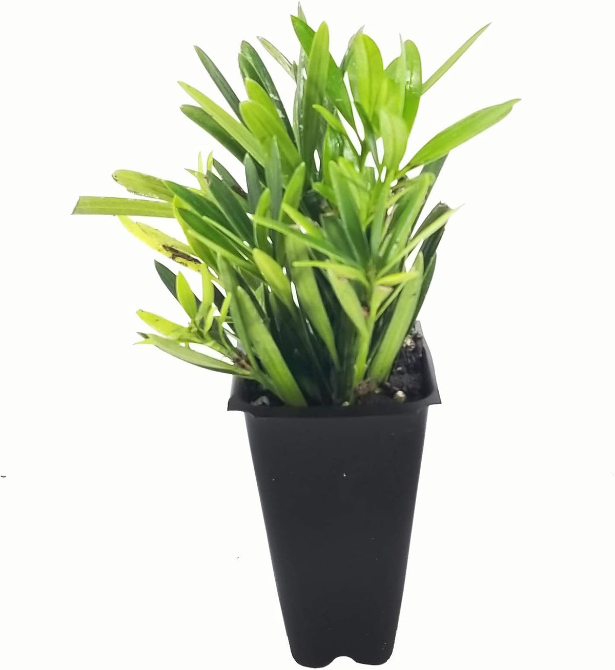 Dwarf Podocarpus Macrophyllus Pringles - 30 Live Plants - Dense Evergreen Low Hedge or Bonsai