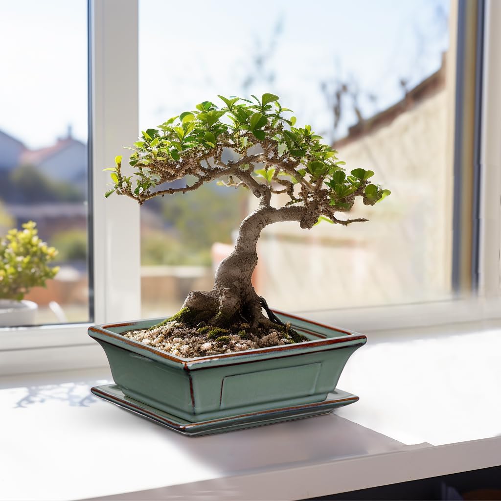 Ceramic Bonsai Pots with Drainage Trays Set of 2, Green Glazed Bonsai Planters for Indoor/Outdoor