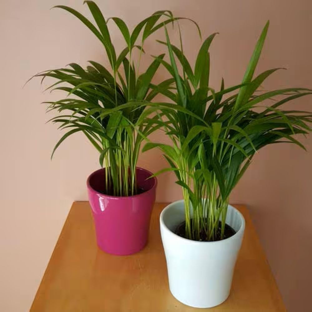 American Plant Exchange Areca Palm – Live 4-Inch 3-Pack, Easy-Care Tropical Houseplants with Lush