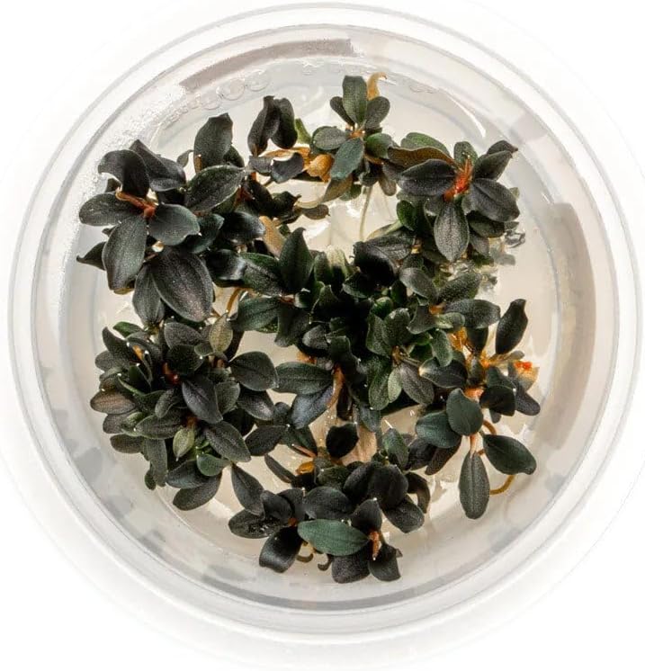 Ultum Nature Systems Live Tissue Culture - Bucephalandra Kedagang Japan- Easy - Low to Medium Light