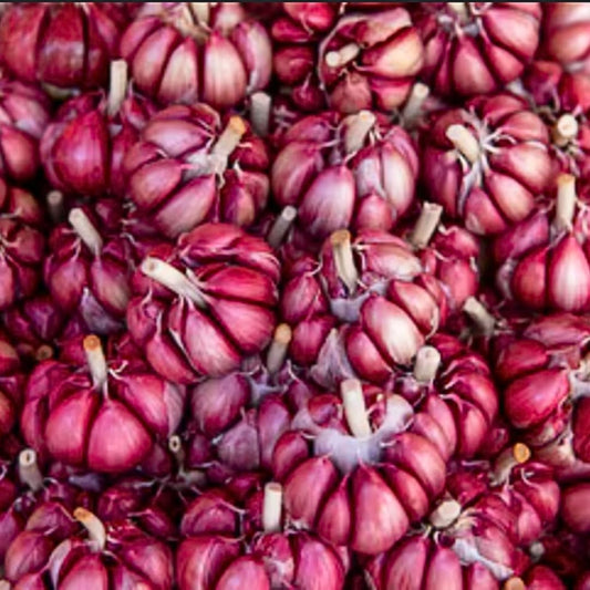 1 Pound Hard Neck Garlic for Planting in Fall, Red Chesnok Garlic Bulb for Planting, Fresh and High