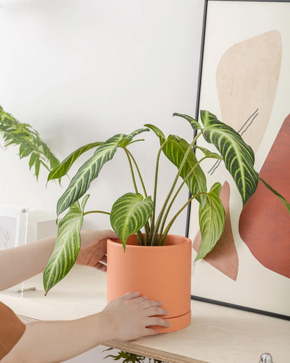 Terracotta Pots with Drainage and Saucers, 3.5/4.2/5.2/6 Inch Clay Planters