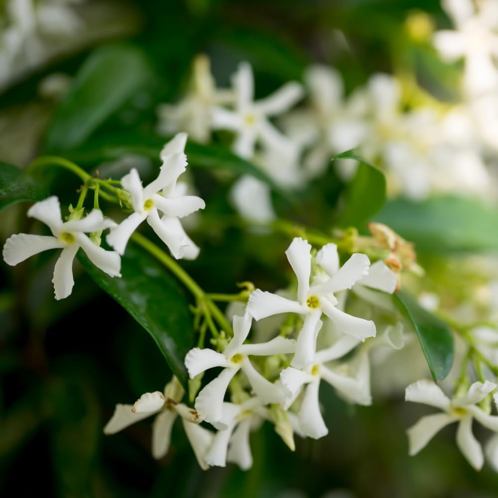 Jasmine Plant, Fragrant Jasmine Flower Vine 4-8 Inches Well Rooted for Container, Hanging Basket