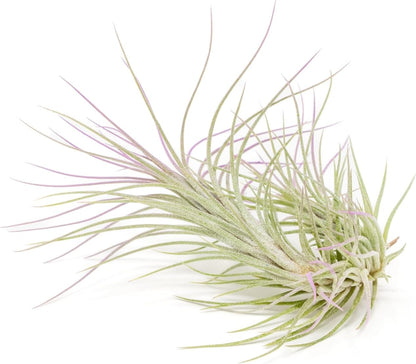 Lavender Colorful Tillandsia Air Plants - Long Lasting Color Enhanced Live Tillandsia Succulent