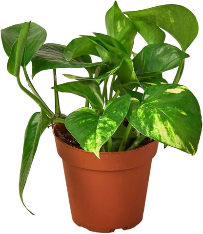Pothos Golden Live Plant for Indoor | Different Houseplants in 3'' Pot | Real House Plant for