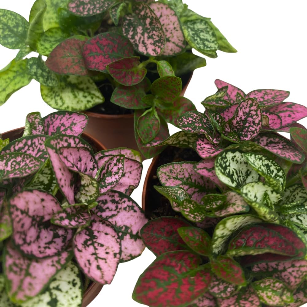 BubbleBlooms Tricolor Hypoestes phyllostachya 2 inch Set of 3 Flamingo Polka Dot Plant Red White