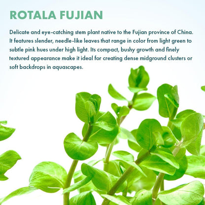 SubstrateSource Live Plant - Rotala Fujian - Moderate Care, High Light, Orange-Pink Accent
