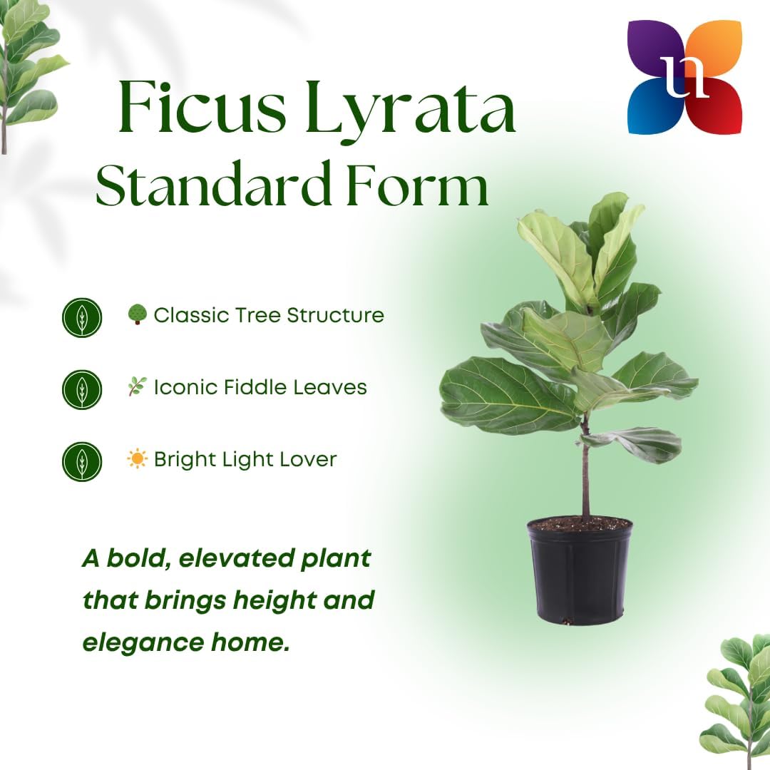 United Nursery Fiddle Leaf Fig – Ficus Lyrata Standard Tree in 10” Grower Pot – 24–34 Inches Tall