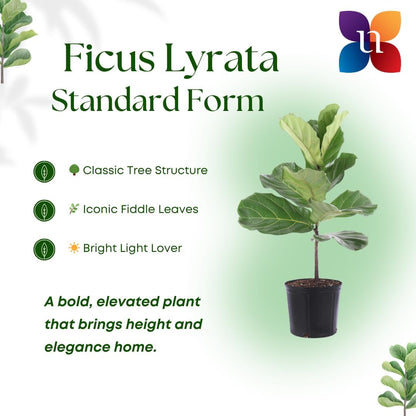 United Nursery Fiddle Leaf Fig – Ficus Lyrata Standard Tree in 10” Grower Pot – 24–34 Inches Tall