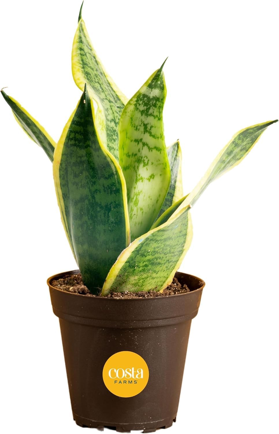 Costa Farms Live Snake Plant | Easy to Grow Indoor or Outdoor Sansevieria Houseplant | 8-Inches