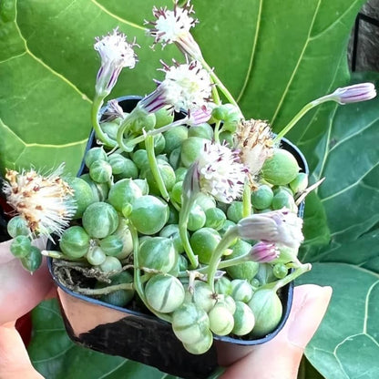 Variegated String of Pearls Plant Live, Trailing Succulent Vine, Rare Live Indoor Plant in Pot