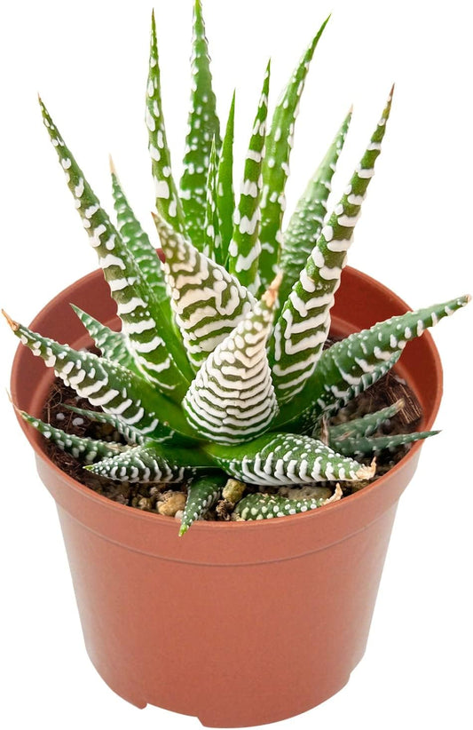 Live Succulents Haworthia fasciata 'Big Band' (4-inch), Succulent Plants Fully Rooted in Pots with