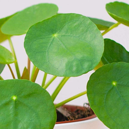 Pilea Peperomioides 'Chinese Money' Live Plant for Indoor | Different Houseplants in 4'' & 6'' Pot