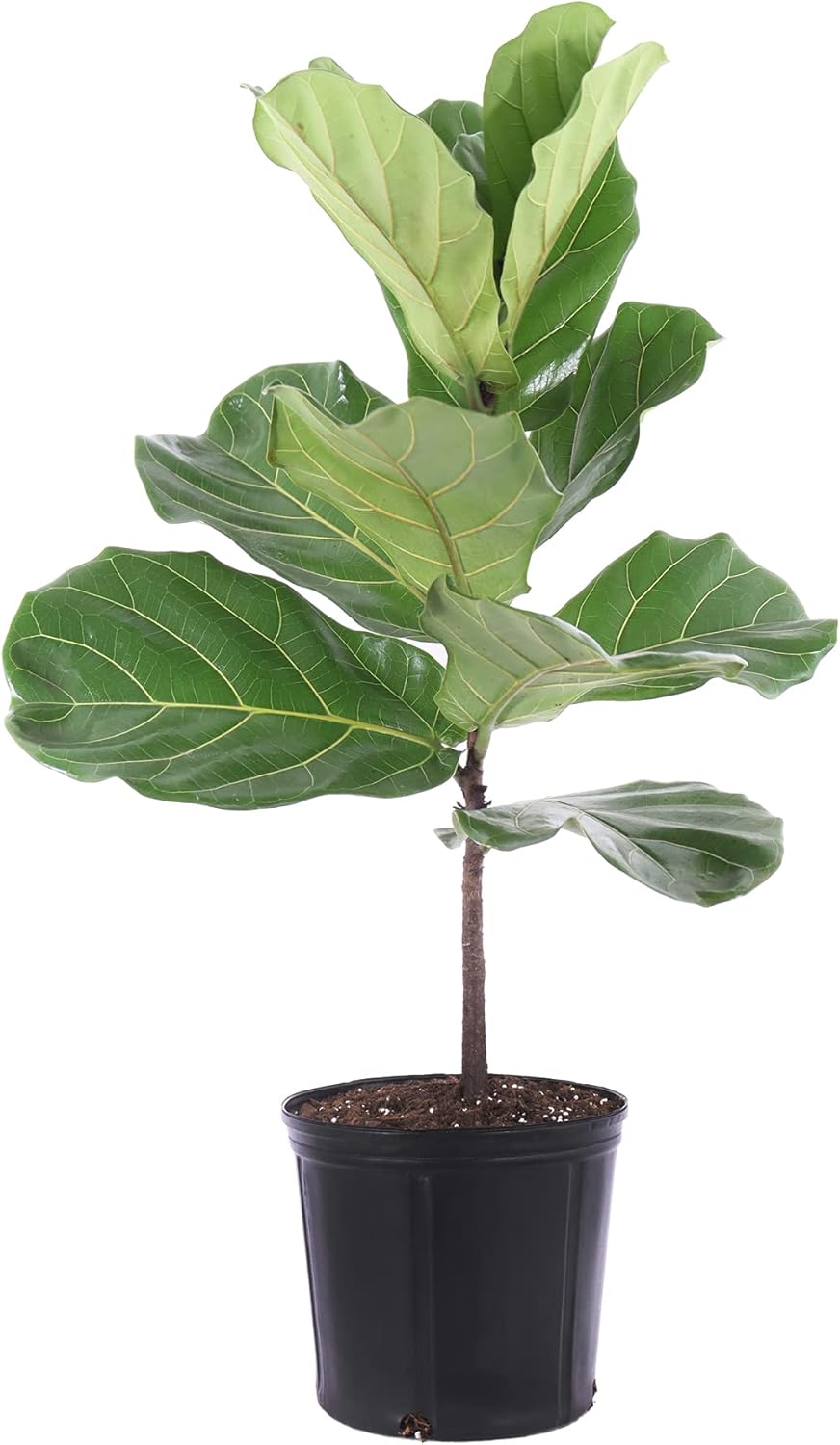 United Nursery Fiddle Leaf Fig – Ficus Lyrata Standard Tree in 10” Grower Pot – 24–34 Inches Tall
