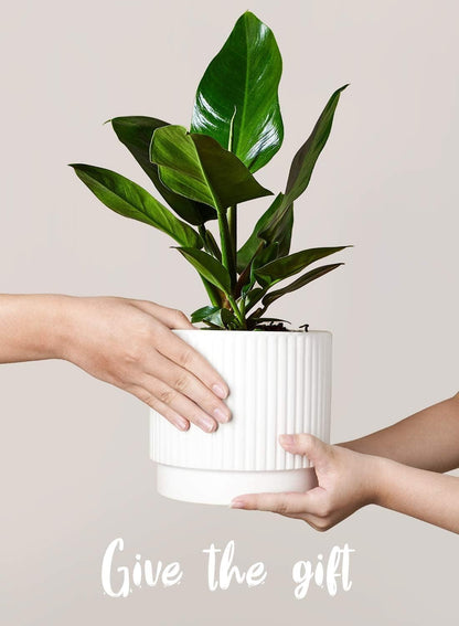LE TAUCI Ceramic Pots for Plants, 8+6.7+5.5 Inch Plant Pots Indoor, Flower Pot with Drainage Holes