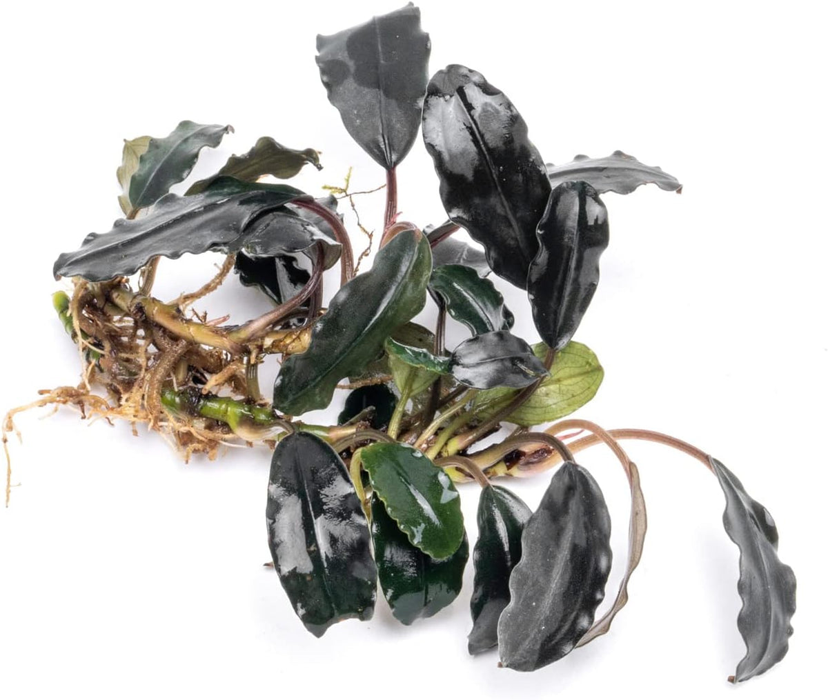SubstrateSource Bucephalandra Deep Purple Live Aquarium Plant - Natural Freshwater Fish Tank