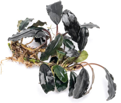 SubstrateSource Bucephalandra Deep Purple Live Aquarium Plant - Natural Freshwater Fish Tank