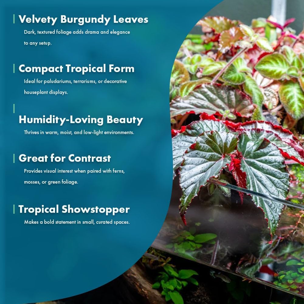 SubstrateSource Live Jungle Plants - Begonia Arabian Sunset (Begonia sp.) - Medium to High Light