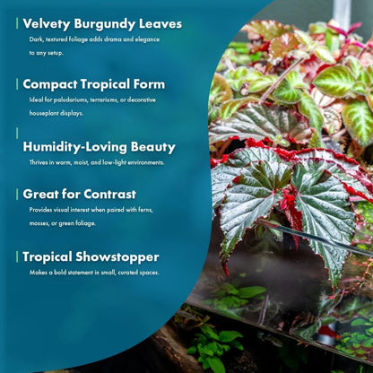 SubstrateSource Live Jungle Plants - Begonia Arabian Sunset (Begonia sp.) - Medium to High Light