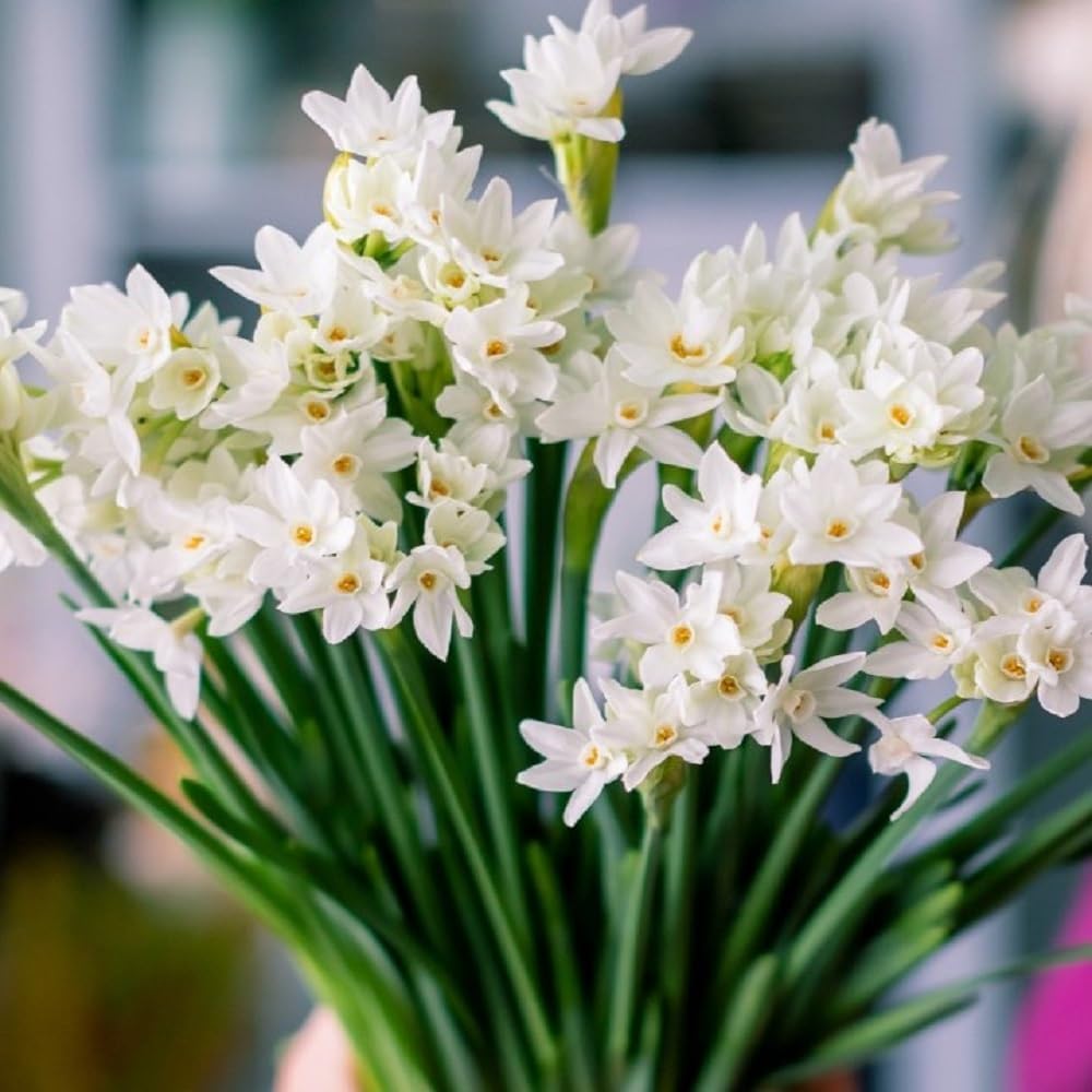 Fantastic Fragrant Paperwhite Narcissus ‘Ziva’ Flowers – 3 Premium Daffodil Bulbs | Easy Indoor or