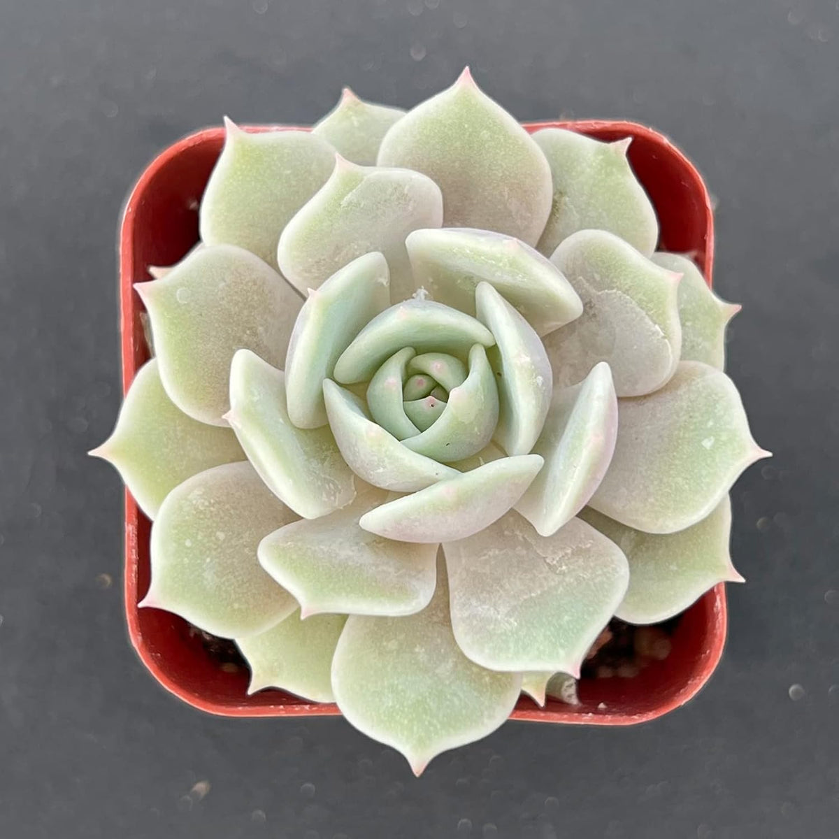 Sprout N Green 2in Echeveria Lola, 1 Pack Live Mini Succulent Plant Fully Rooted in Pot, Real House