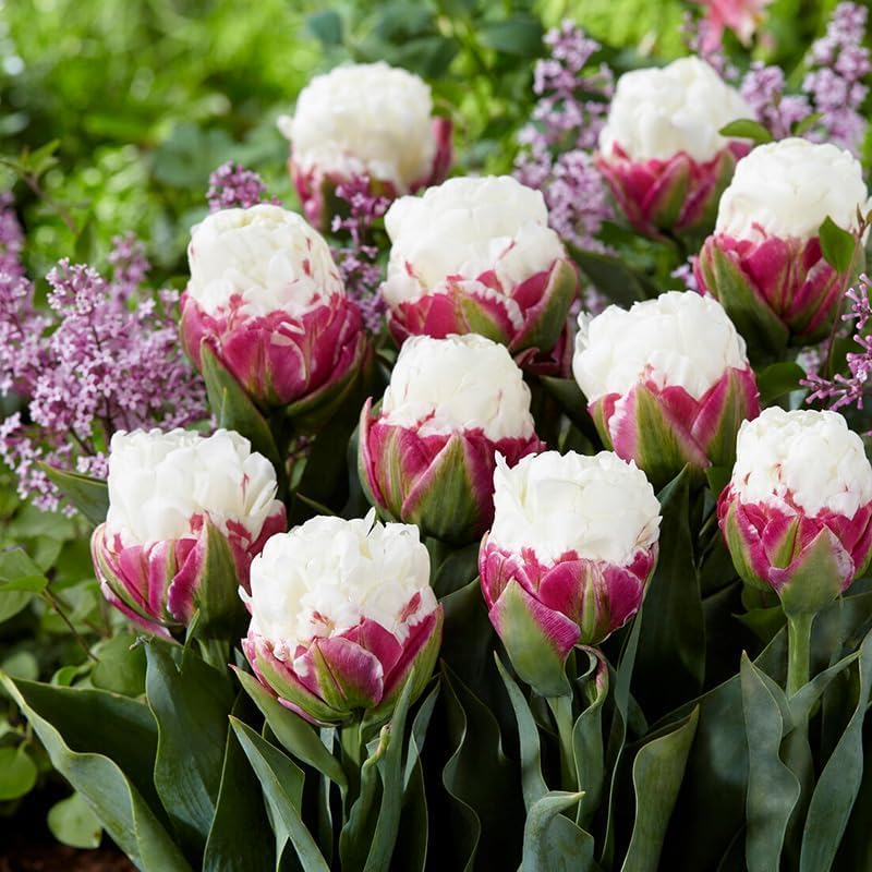 Ice Cream Double Tulip Bulbs – 3 Premium Peony-Style Blooms | White Cream Petals with Pink-Red Base