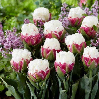 Ice Cream Double Tulip Bulbs – 3 Premium Peony-Style Blooms | White Cream Petals with Pink-Red Base