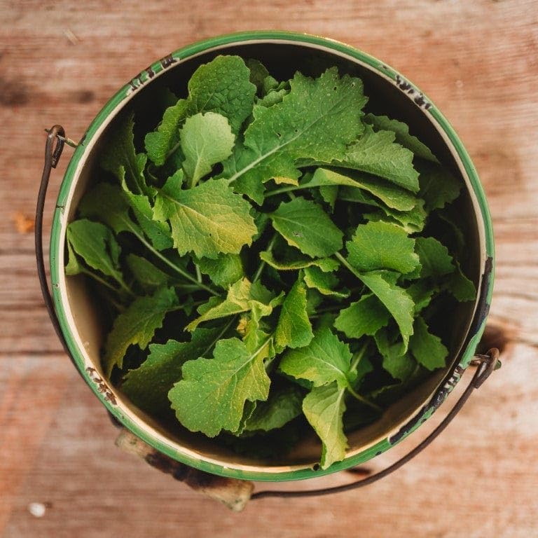 Seven Top Turnip Greens - 250 Seeds - Fast-Growing, Cold Tolerant Green, Great for Braising &