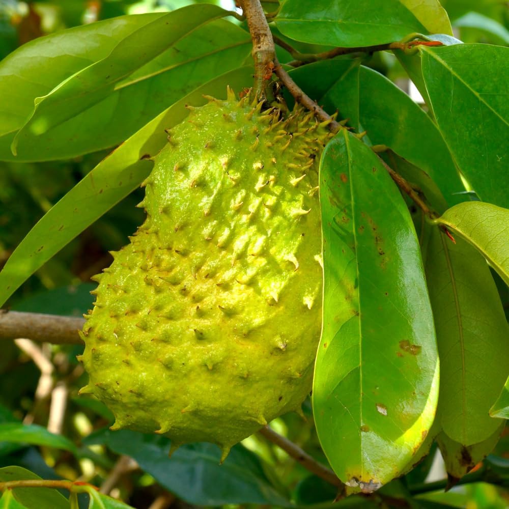 Soursop Tree, 3 Ft Tall Grafted Soursop Tree Live Plant in 3 Gallon Pot, Tropical Guanabana Trees