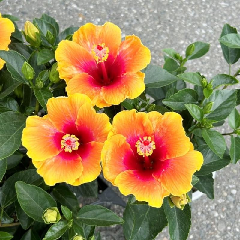 Sunset Hibiscus Plant Live, Hardy Hibiscus Flowers Colorful Blooms for Outdoor Landscapes, 8-10