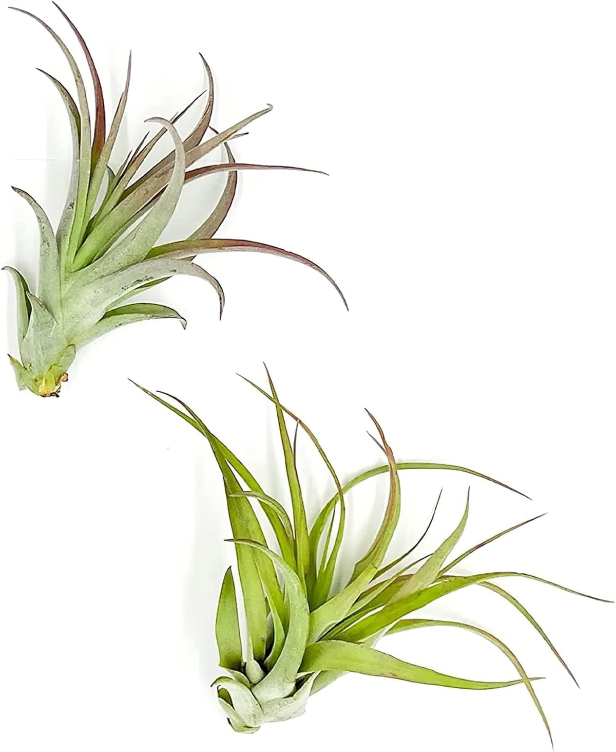 ragnaroc Air Plants - Tillandsia Brachycaulos Multiflora, Jumbo 5-7" - 2 ct - Live Arrival