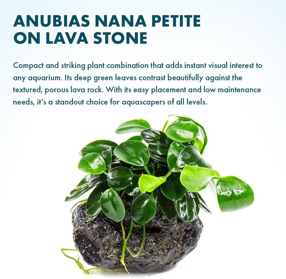 SubstrateSource Live Planted Decor - Bucephalandra Godzilla (Bucephalandra sp.) on Lava Stone - Low