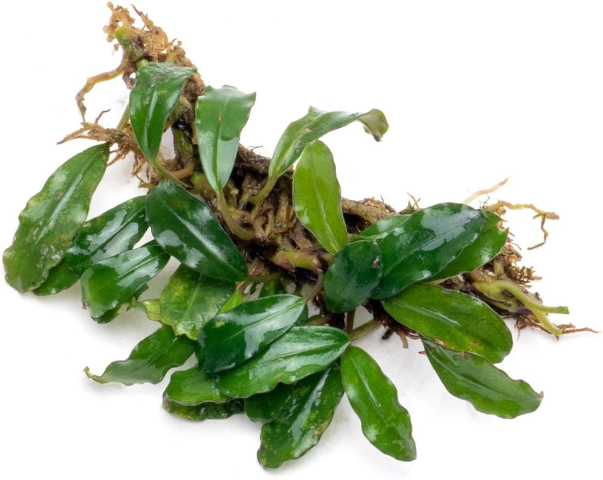 SubstrateSource Bucephalandra Rainbow Frost Live Aquarium Plant - Natural Freshwater Fish Tank
