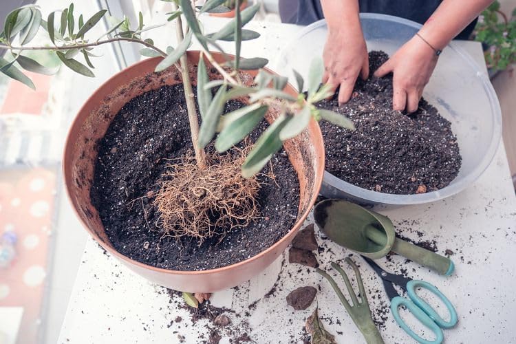 Premium Potting Mix for Olive Trees by Gardenera - 20 Quart - Promotes Strong Roots and Abundant