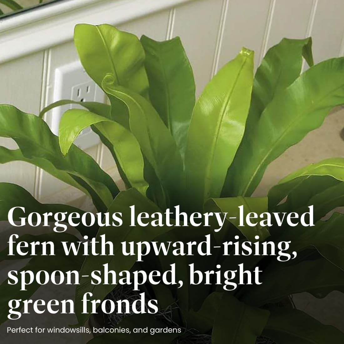 American Plant Exchange Bird’s Nest Fern – 6-Inch Pot – Live Easy Care Indoor Houseplant