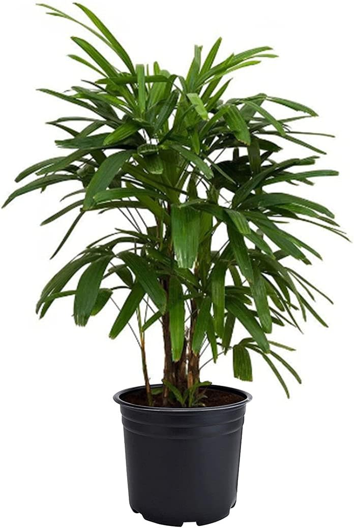 American Plant Exchange Lady Palm – 6-Inch Pot – Live Easy Care Indoor Houseplant, Air-Purifying