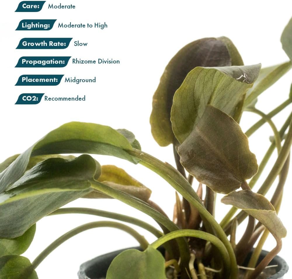 SubstrateSource Live Plants - Lagenandra Meeboldii Red (Lagenandra meeboldii) - Moderate to High