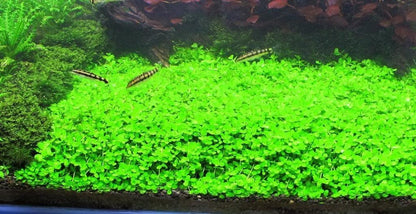 Foreground Potted Live Aquarium Plants | Freshwater Aquatic Plants for Aquariums (Potted Monte