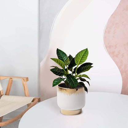 LB White Gold Ceramic Plant Pot for Indoor Plants, Succulent Planters Ceramic Plant Pots, Modern
