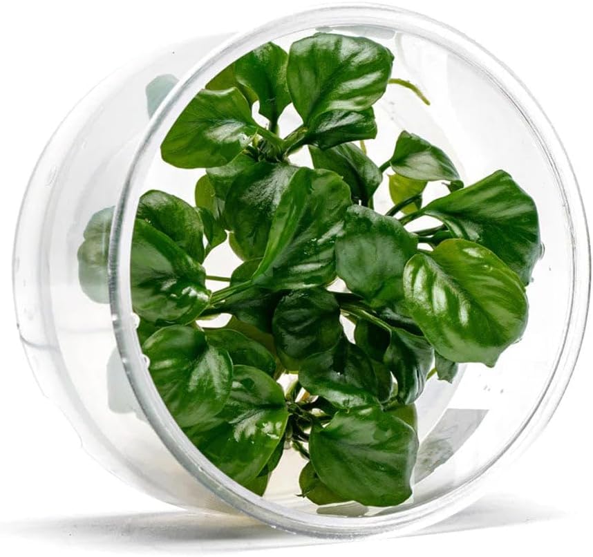 UNS Snail Free TC Anubias Golden Coin (Anubias sp.) – Low Light, Bright Green Color, Foreground to