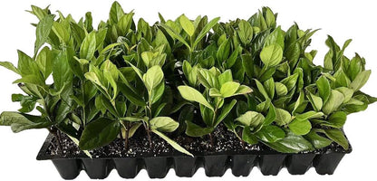 Viburnum Suspensum - 3 Live Plants - Evergreen Privacy Hedge