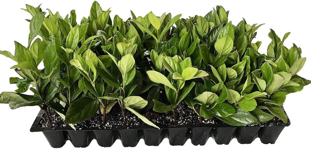 Viburnum Suspensum - 30 Live Plants - Evergreen Privacy Hedge