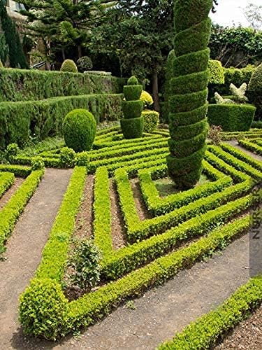 Japanese Boxwood | 10 Live 4 Inch Pots | Buxus Microphylla | Formal Evergreen Low Maintenance Hedge