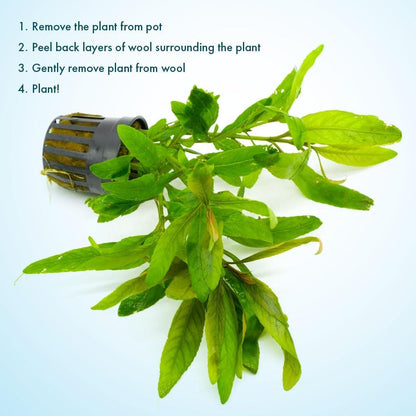 SubstrateSource Live Plants - Staurogyne Bihar (Staurogyne sp. Bihar) - Moderate to High Light