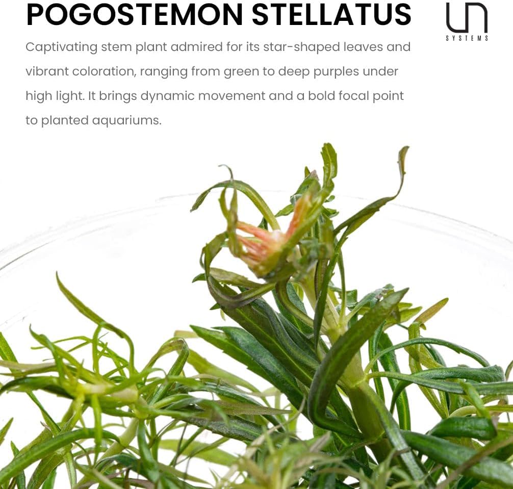 Ultum Nature Systems Live Tissue Culture - Pogostemon Stellatus 'Dassen' - Moderate - High Light