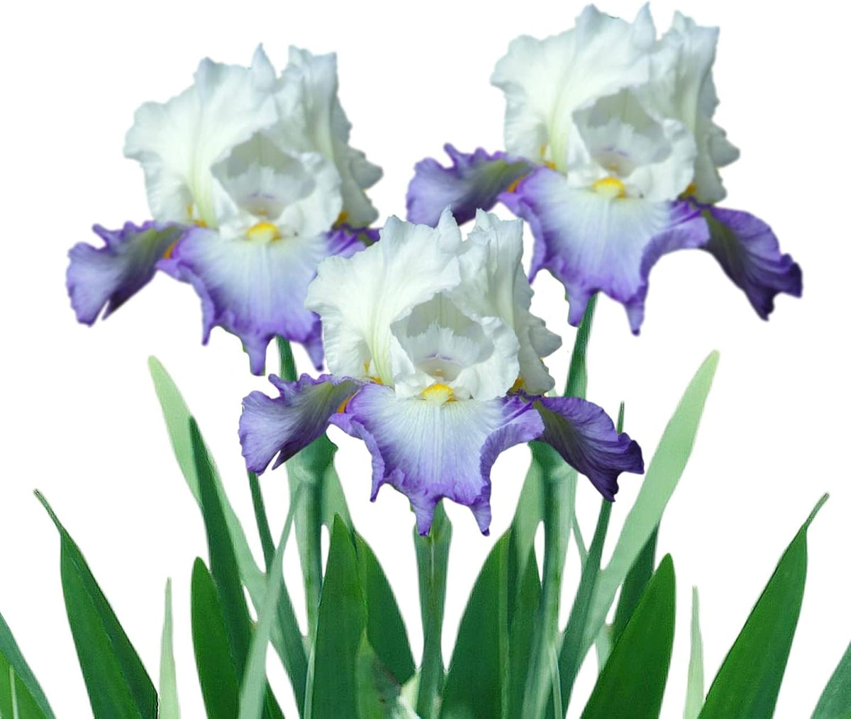 Easy to Grow Bearded Iris Clarence - 9 Plant Bulbs Rhizomes, Purple & White Flowers in Spring to