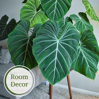 Philodendron Plant Live Exclusive Collection (4-Pack) – Rare Birkin, Gloriosum, Pink Princess &